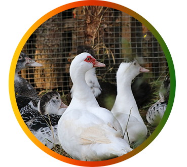ente.png